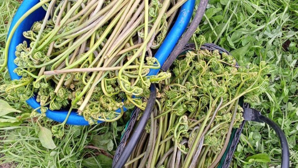     Источник: pogoda_25_region