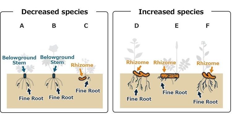    Альпийские травы изменяют корневища в ответ на глобальное потепление