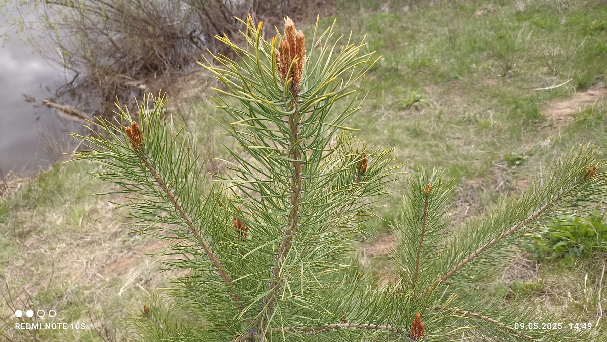 ,, Свечки ,, на соснах. Фото автора.