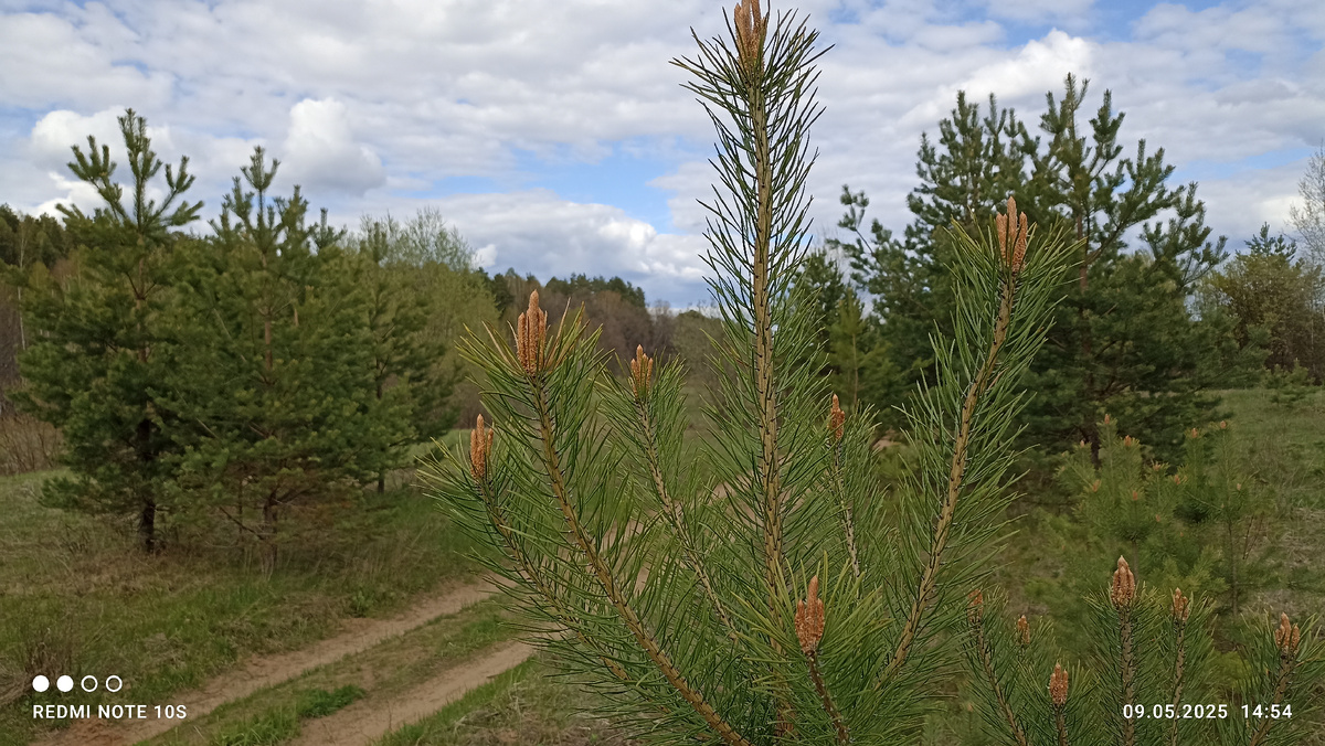 ,, Свечки ,, на соснах. Фото автора.