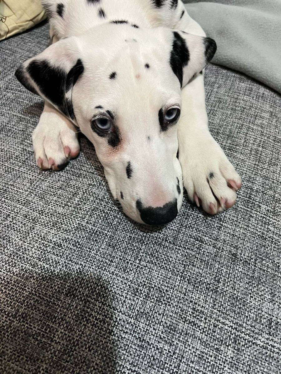 Родители Мегги обожают, наслаждаются каждой минутой, проведённой вместе с этим чудесным щенком!