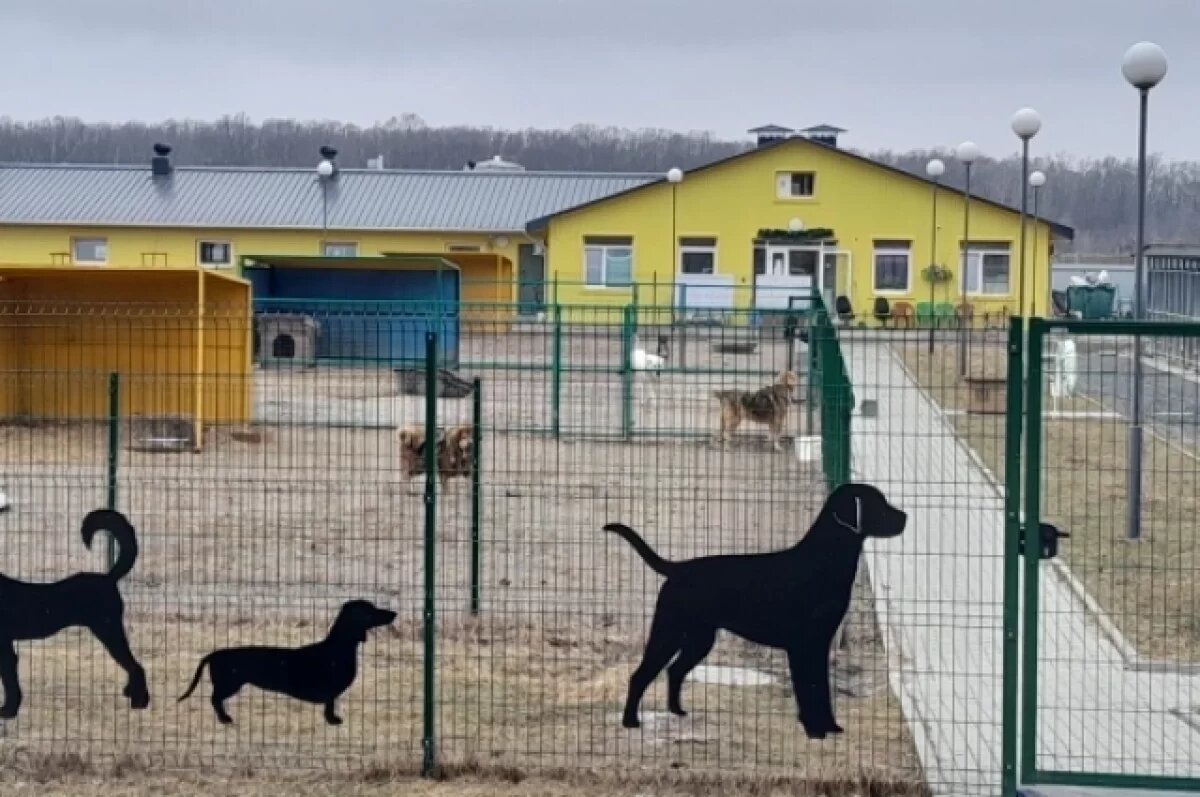    Мэр Нового Уренгоя посетил городской приют для животных