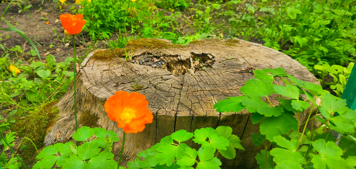 Любовь — это когда хочешь переживать с кем-то все четыре времени года. Когда хочешь бежать с кем-то от весенней грозы под усыпанную цветами сирень, а летом собирать ягоды и купаться в реке. Осенью вместе варить варенье и заклеивать окна от холода. Зимой — помогать пережить насморк и долгие вечера» «Вино из одуванчиков», Рэй Брэдбери.