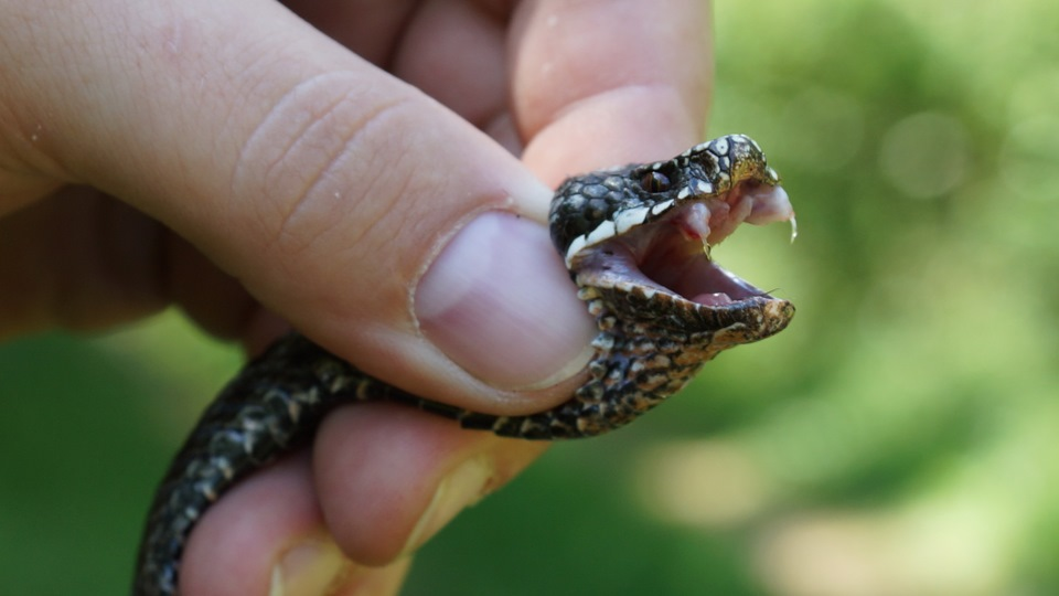Обыкновенная гадюка (лат. Vipera berus)