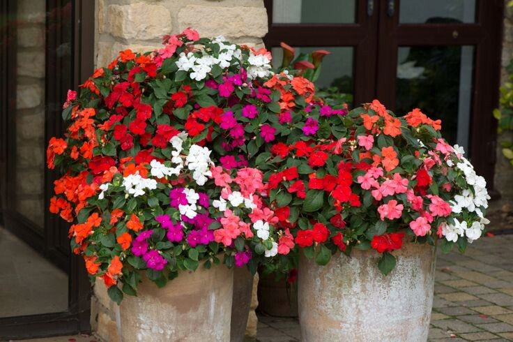 Бальзамин Уоллера "Бекон" - не боится мучнистой росы.