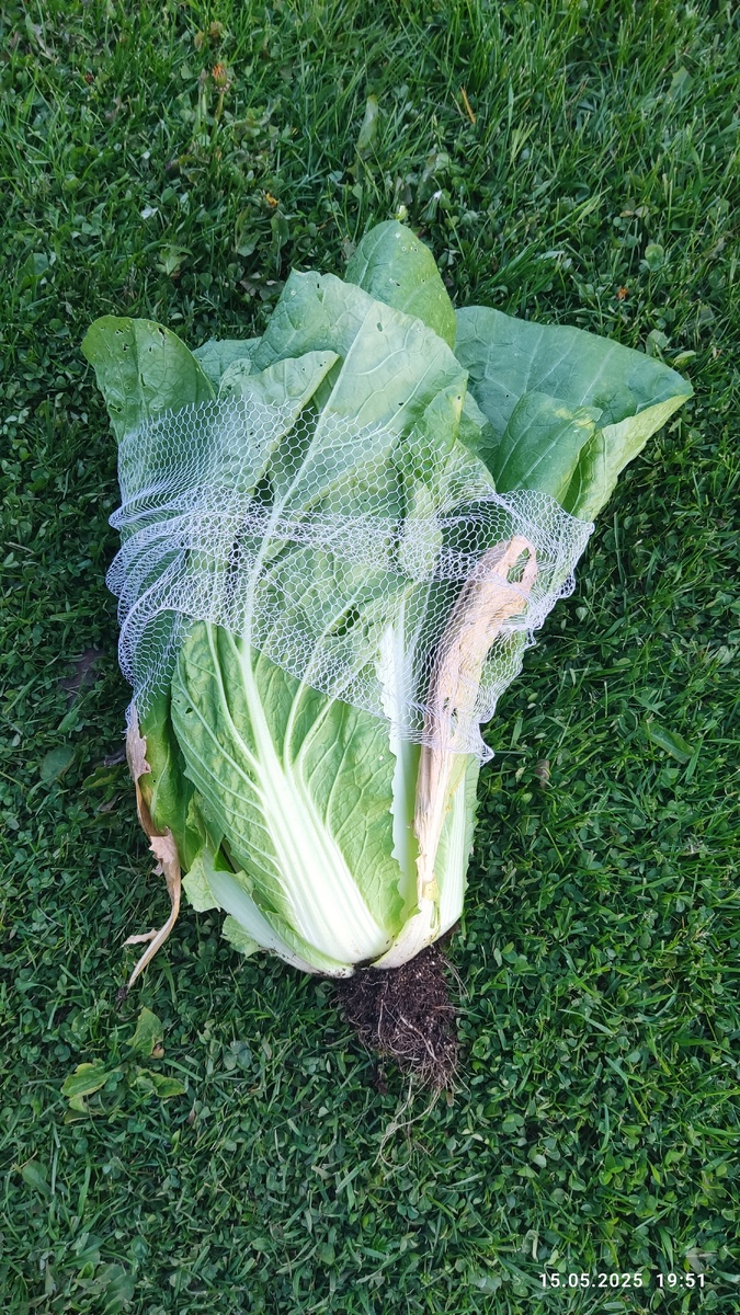 Сорт ча-ча ещё ни разу не подвёл