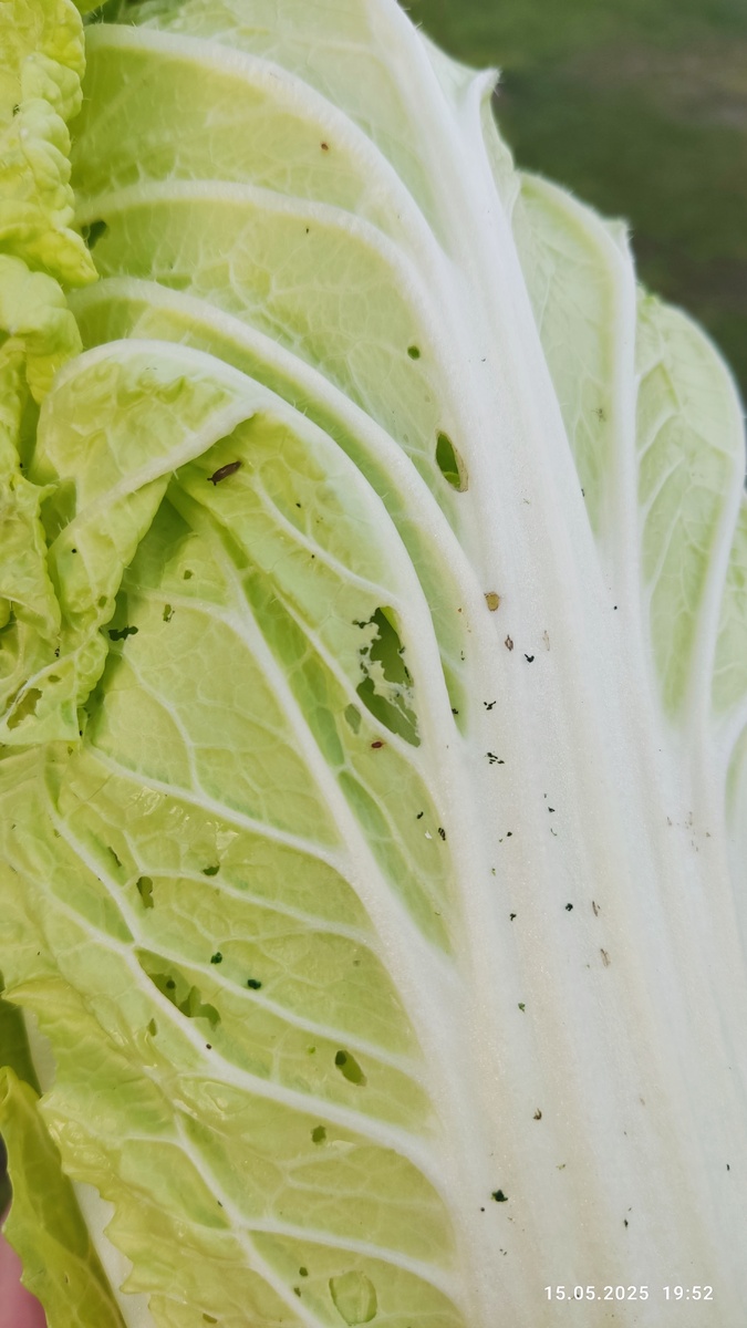 Кого тут только нет 🙈