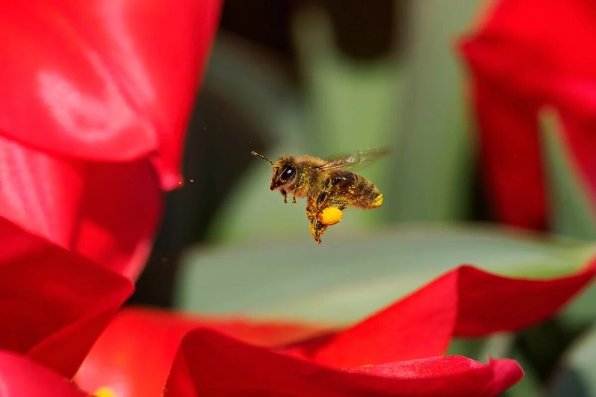    Во Владимире спасли рой пчел, поселившийся в центре города
