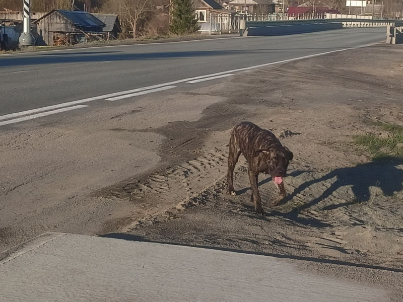    Породистая собака бродит по поселку КарелииЧитатель "Фактор Новости"
