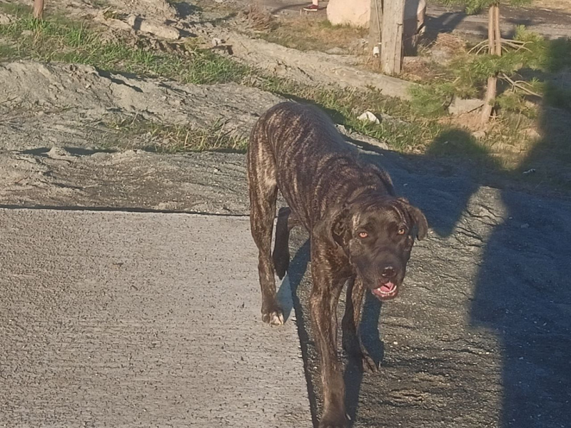    Породистая собака бродит по поселку КарелииЧитатель "Фактор Новости"