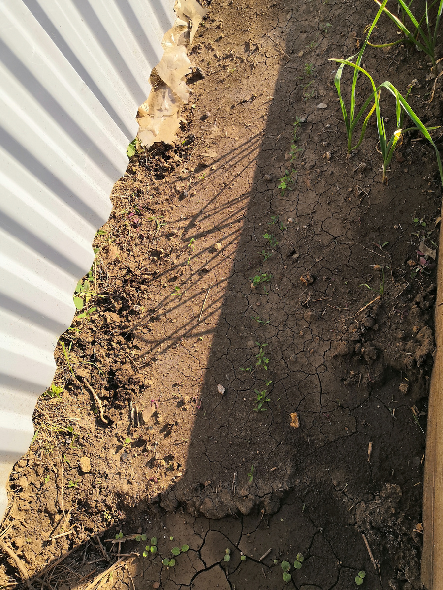 Общий вид грядки с петрушкой