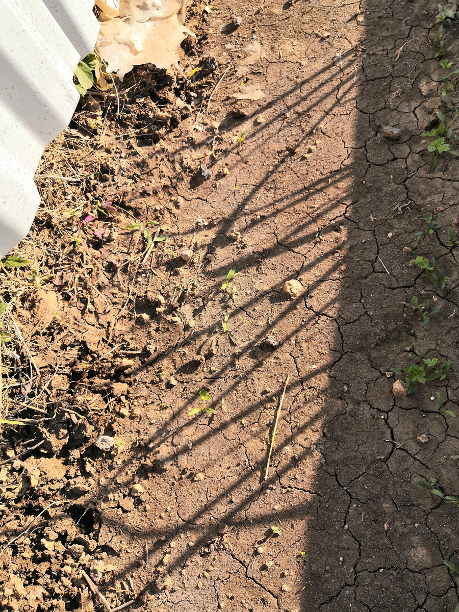 Один сорт петтрушки еле лезет