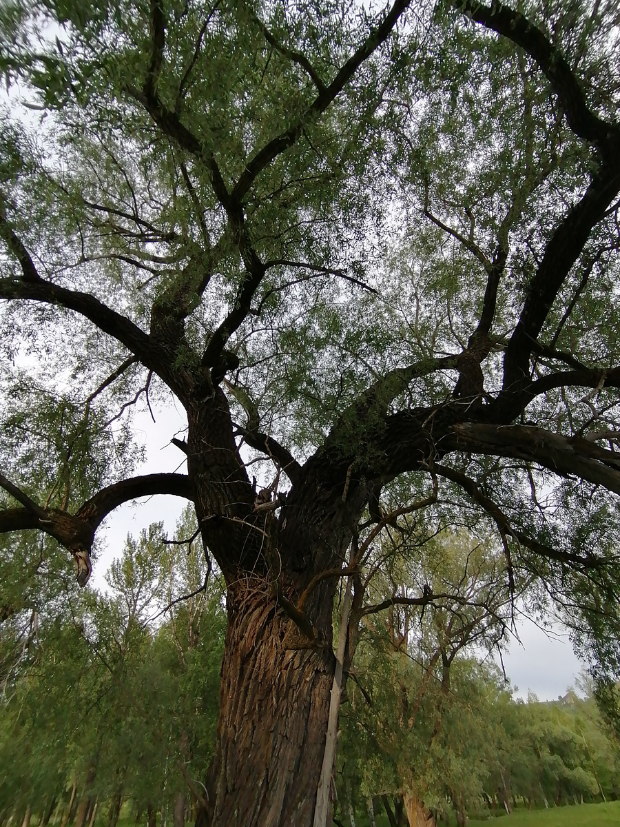 Где-то там, в зарослях дупло дятла.