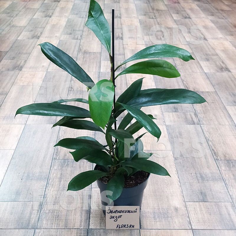 Фикус Сиафистипула в 17д