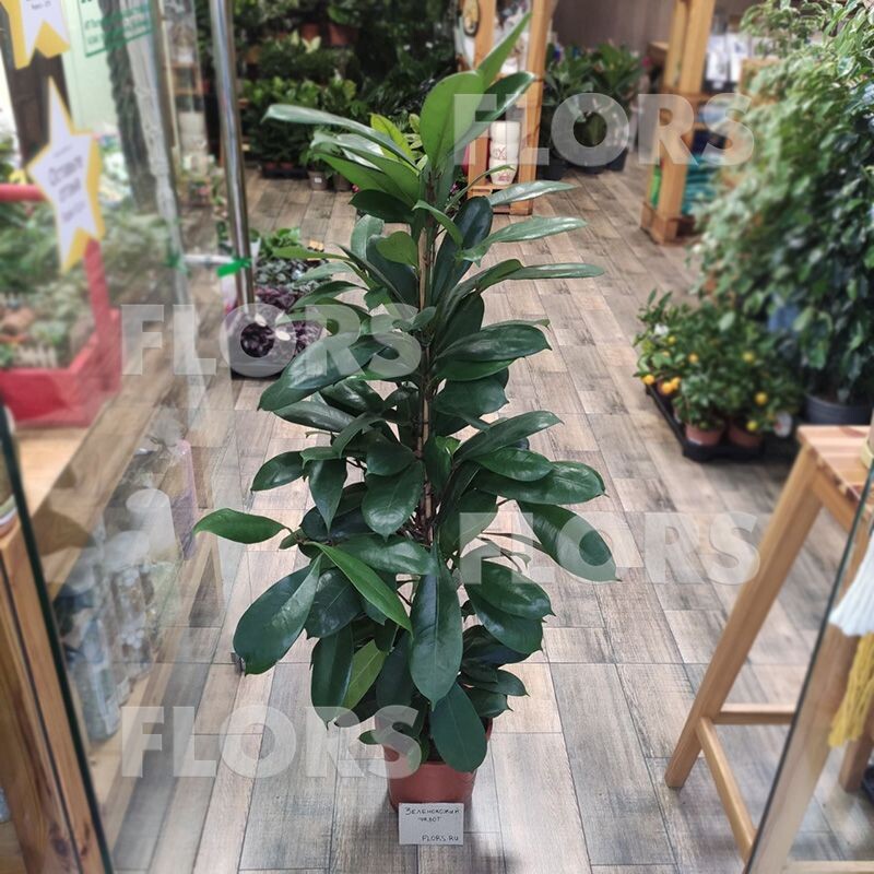 Фикус Сиафистипула в 21д и высотой 1м