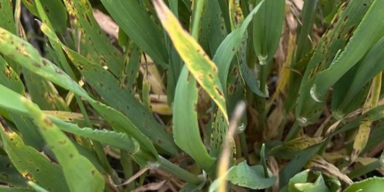    У австралийских производителей ячменя проблема с сетчатой пятнистостью тройной устойчивости к фунгицидам