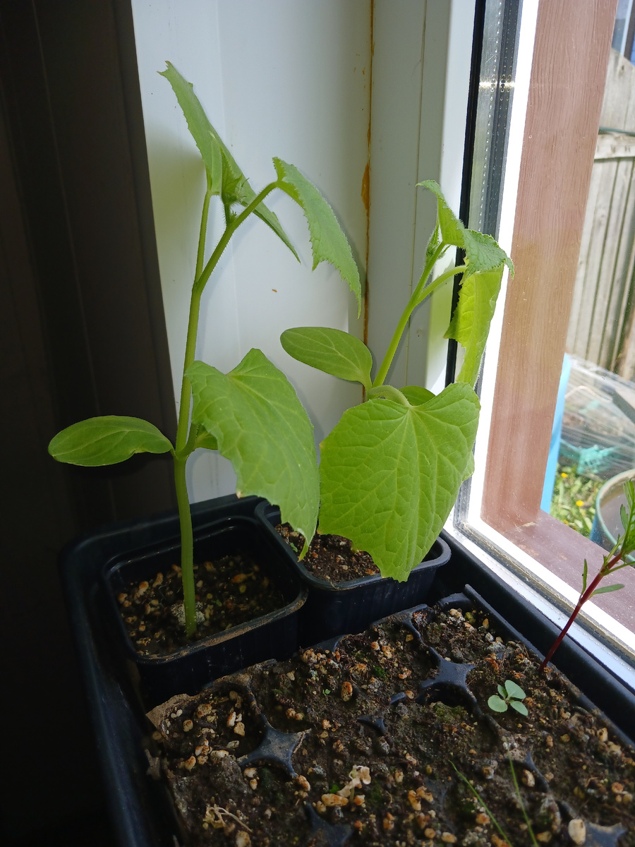 Сорт Детвора F1