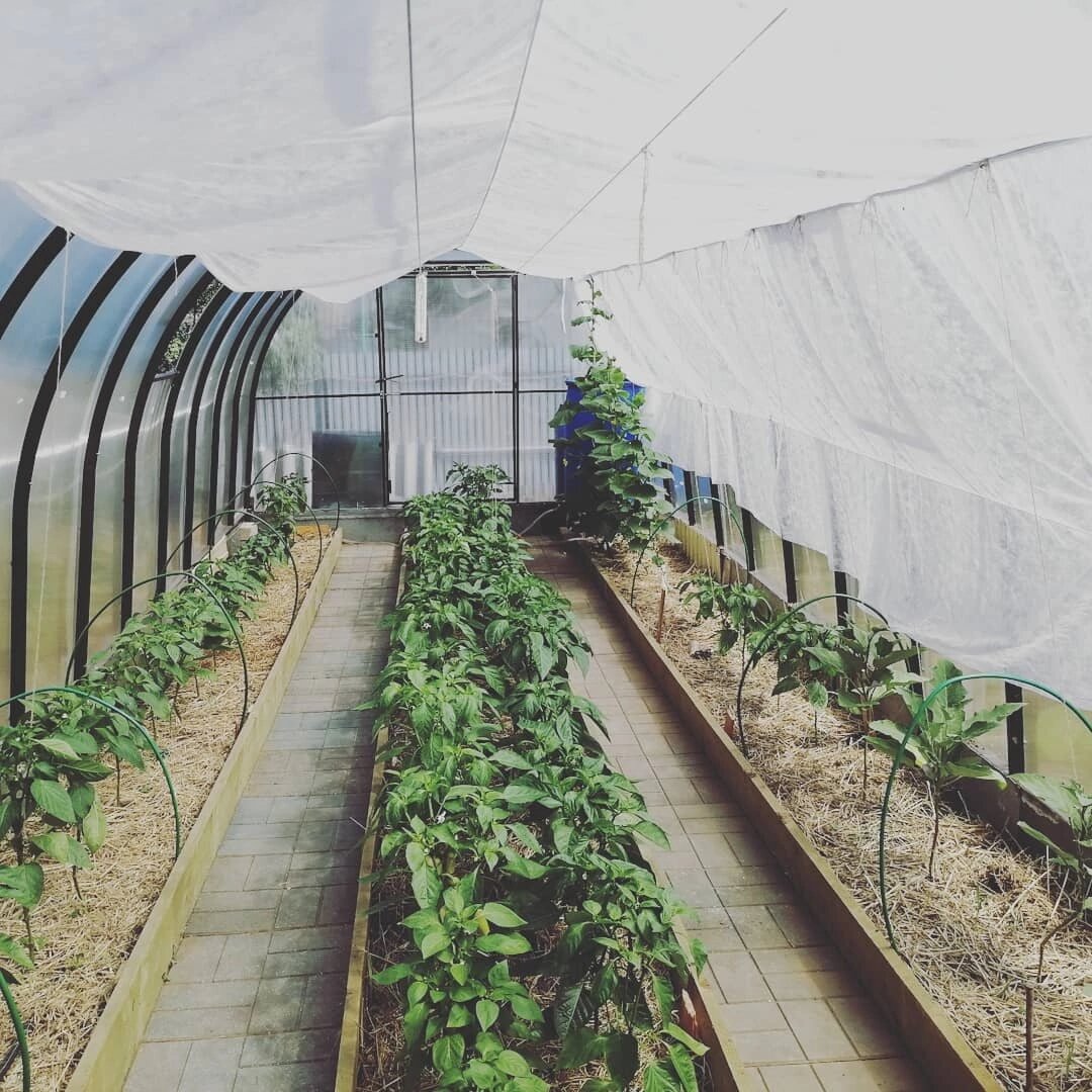 Мне нравится эта тот вариант, а перчикам и томатам тем более. Фото автора.