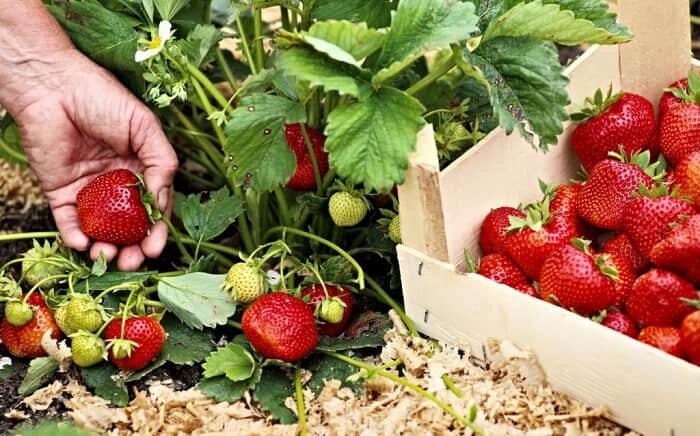      Подкормка клубники весной и летом