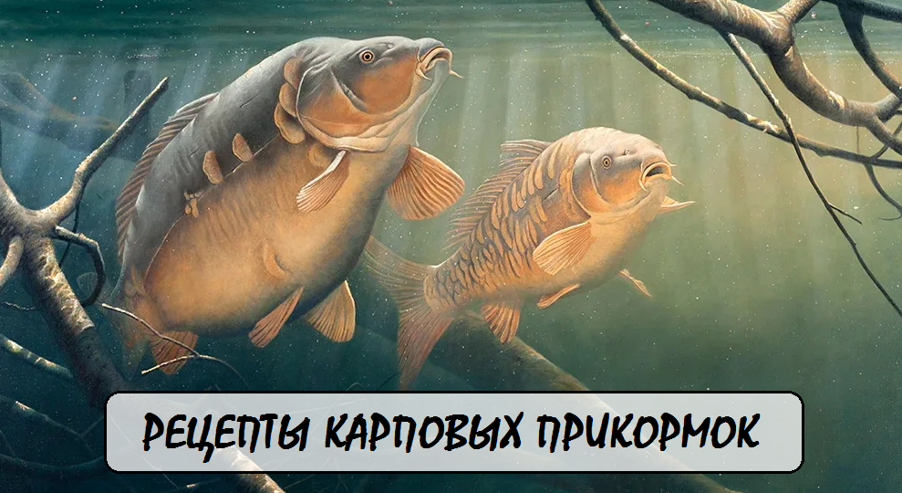 Карповая прикормка: рецепты, от которых рыба сходит с ума