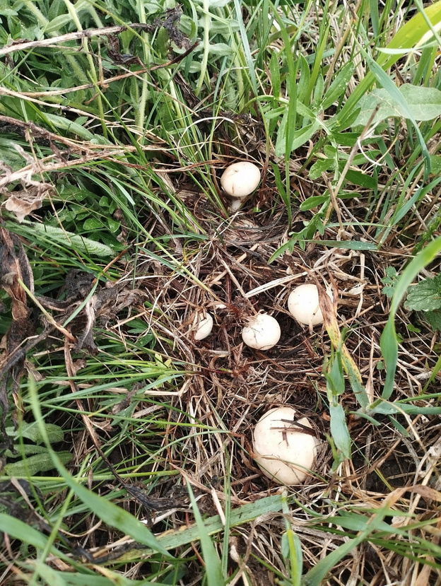    Грибники Кировской области собирают первые рядовки