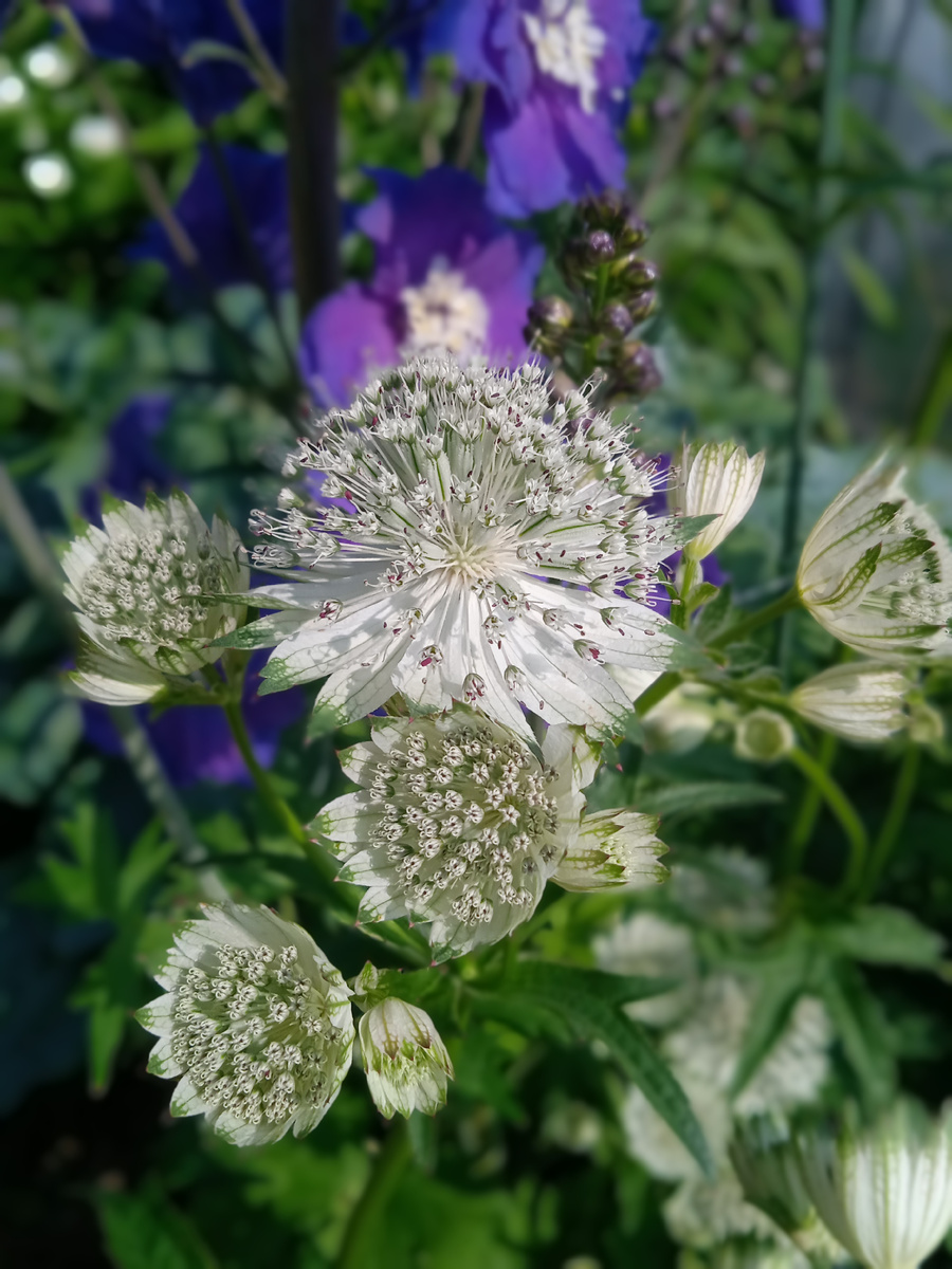 Астранция Альба