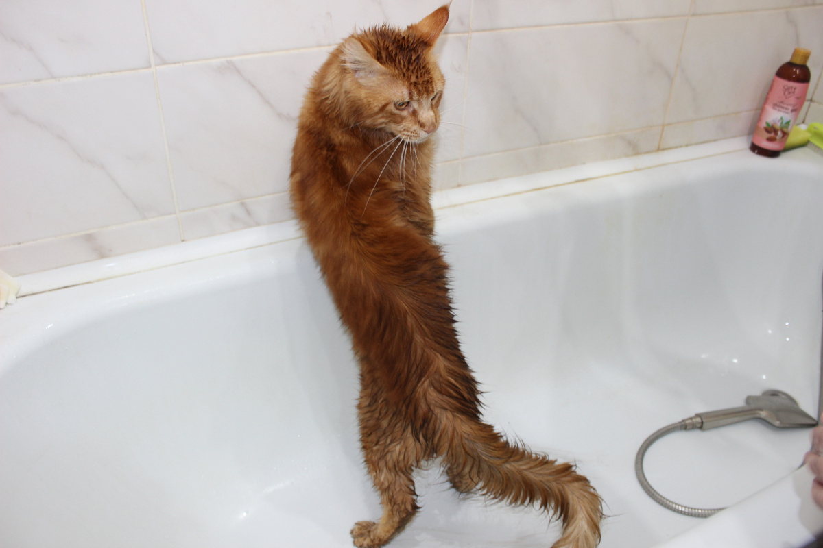 Кот мейн-кун принимает водные процедуры.