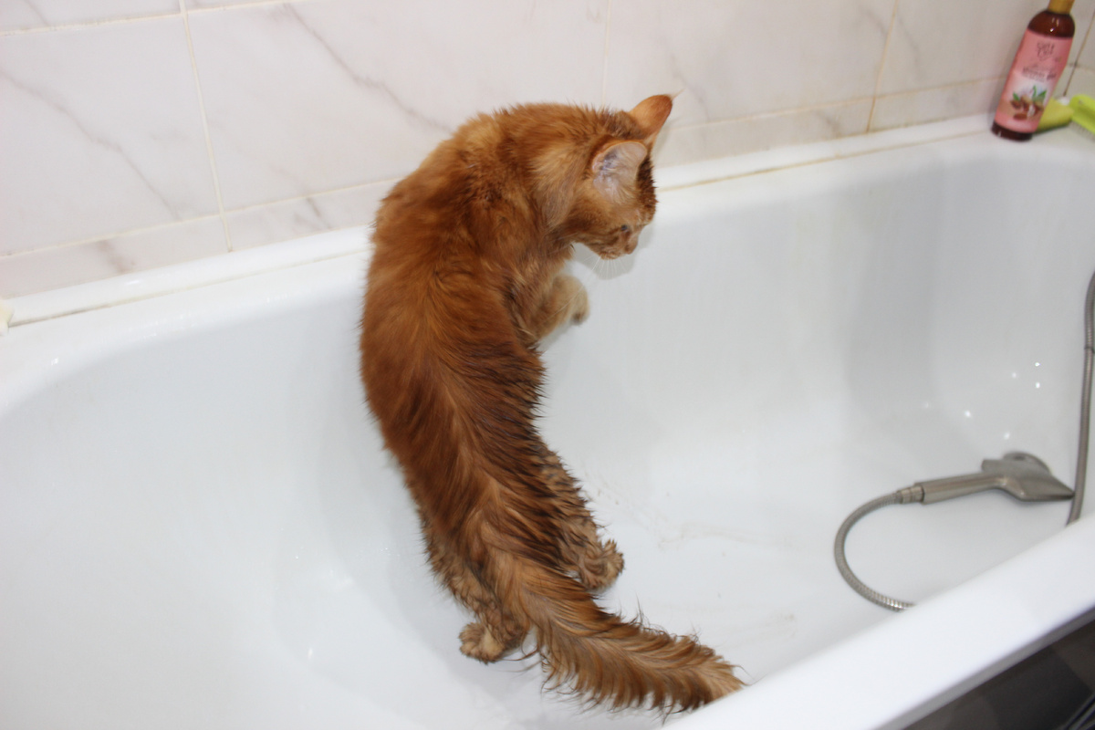 Кот мейн-кун принимает водные процедуры. В ванную помещается легко.