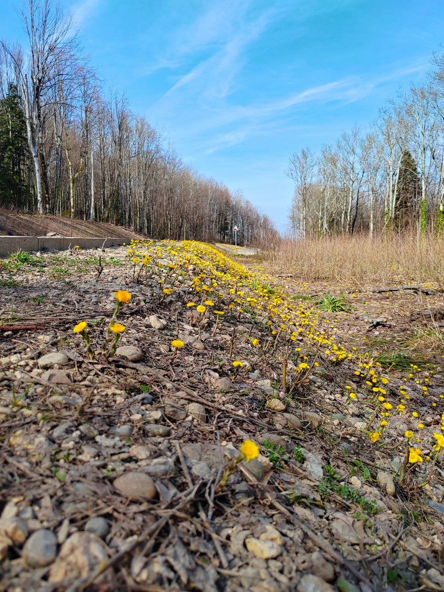 Первоцветы вдоль дороги к подножию горы Фишт