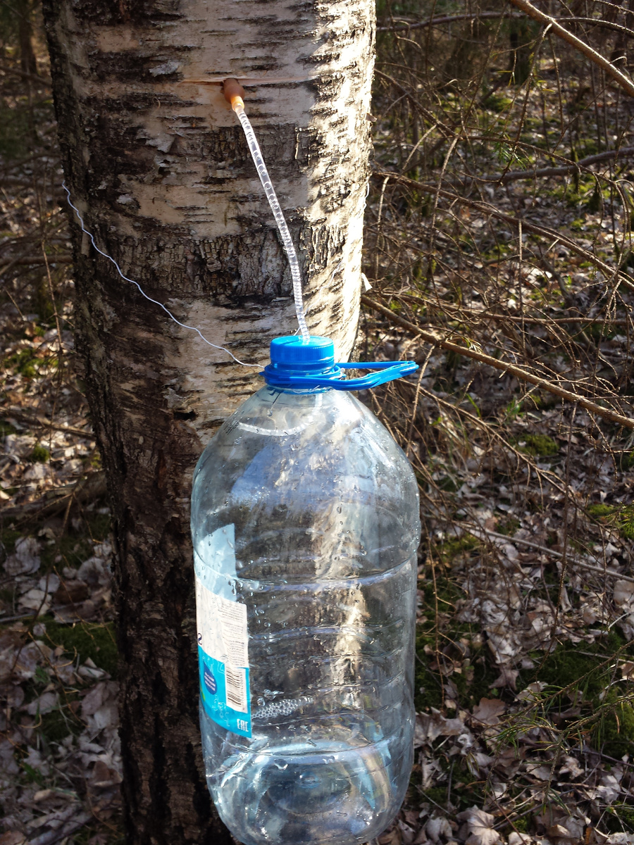 В весеннем лесу