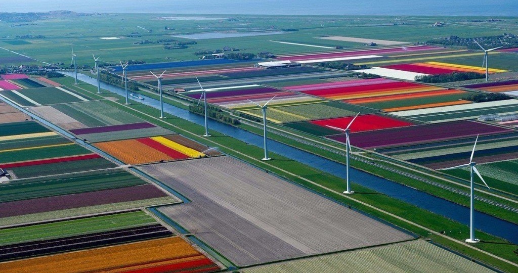 Цветы оптом. Прямая закупка у европейских садовников.