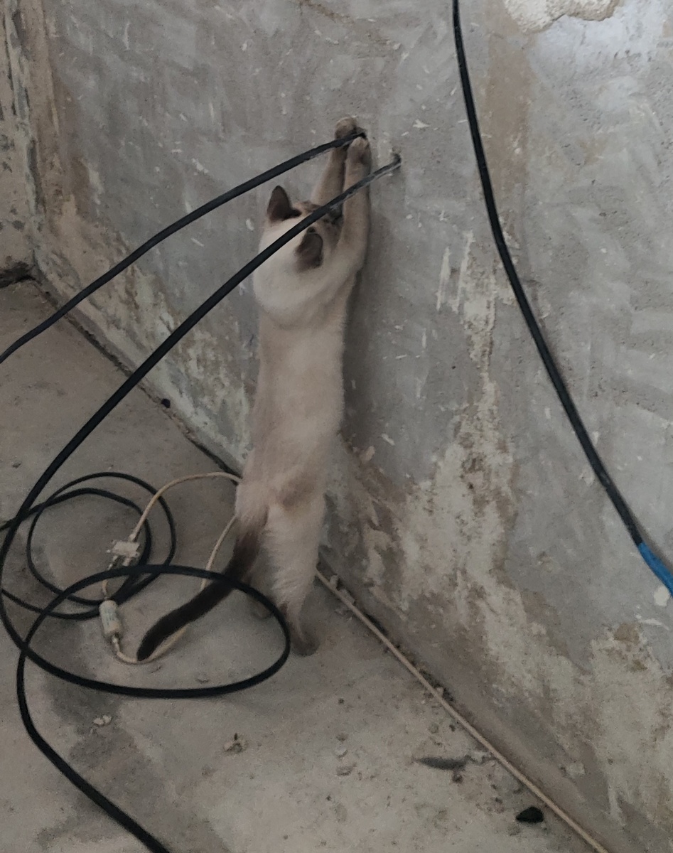 Луняша помогает 