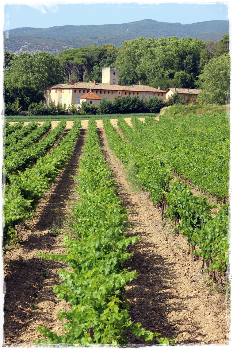 Виноградники в окрестностях города Бонньё. Фото с сайта: https://rijayasonya.ru/