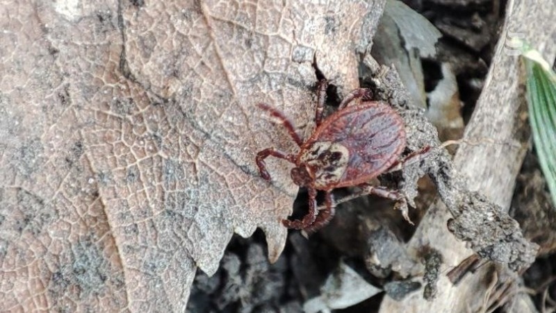      Фото: ИА «Победа26»