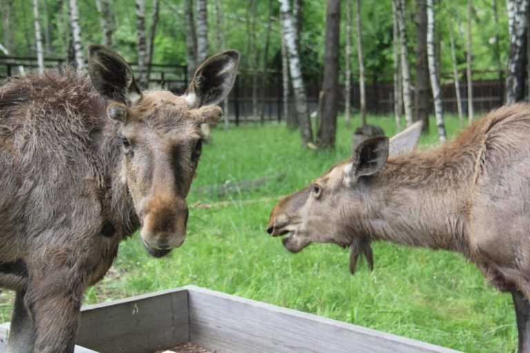    Фото: novokosino.mos.ru Александра Горохова