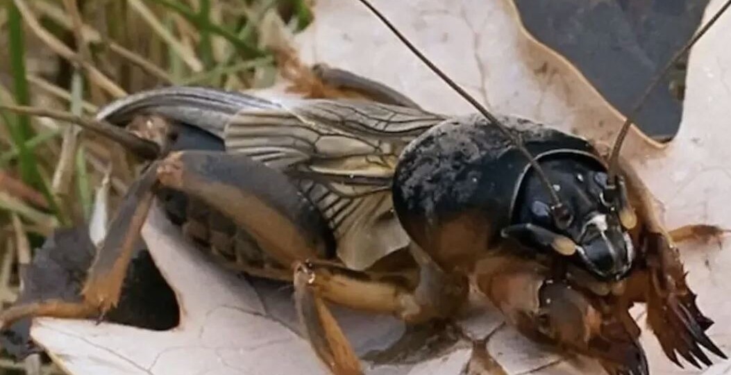 Как победить медведку на участке: проверенные методы борьбы