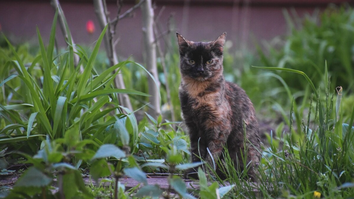     Источник: 1MI