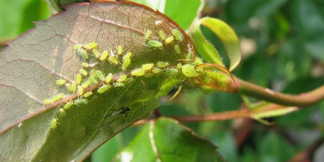 Тля - самые эффективные меры борьбы с опасным вредителем