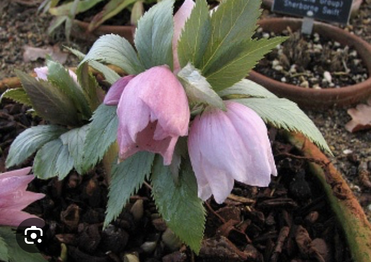 Морозник тибетский