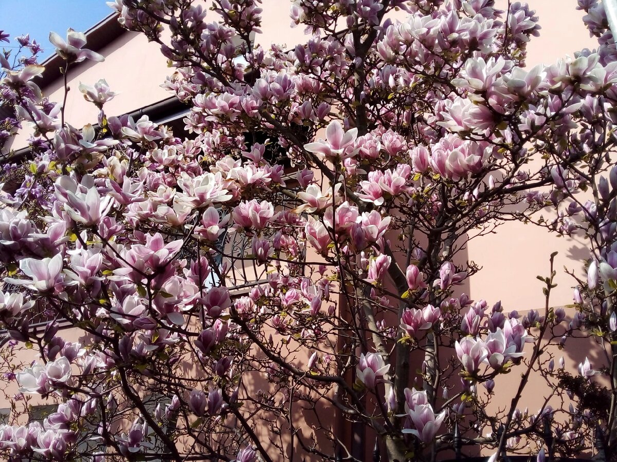 Магнолии