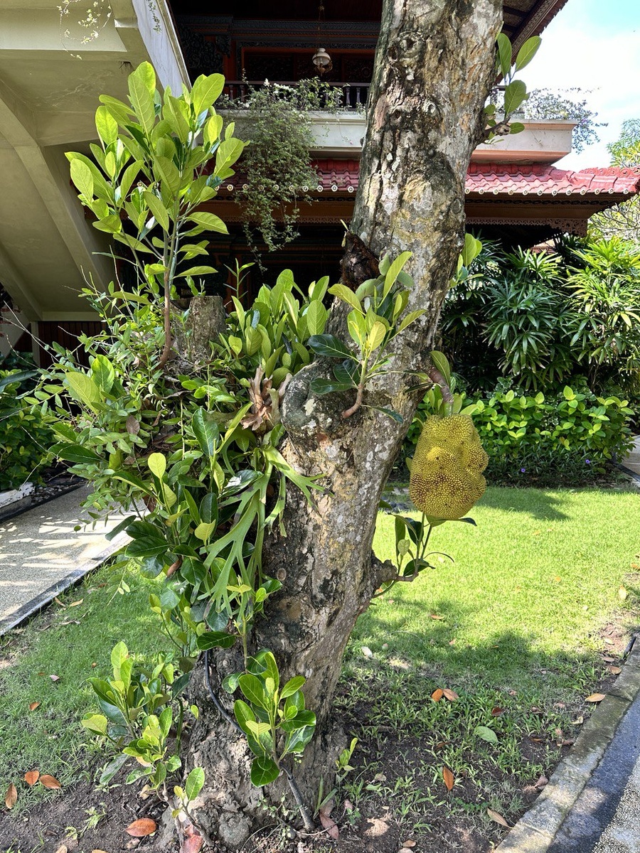 территория Bali Tropic Resort & Spa, все фото из личного архива Туролога