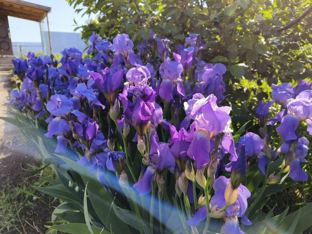 Нас встретила эта удивительная красота. Ирисы перед домом