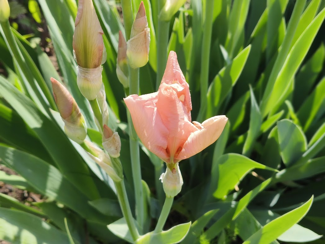 Ирис Пинк горизонт