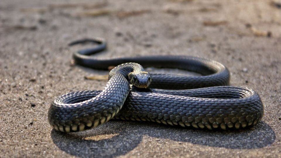    Змея. Животное. Источник: pixabay.com