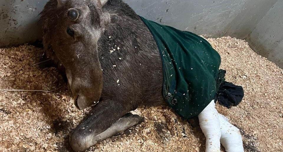    Прокуратура Московской области / Telegram