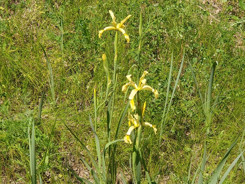 Цветущие ирисы