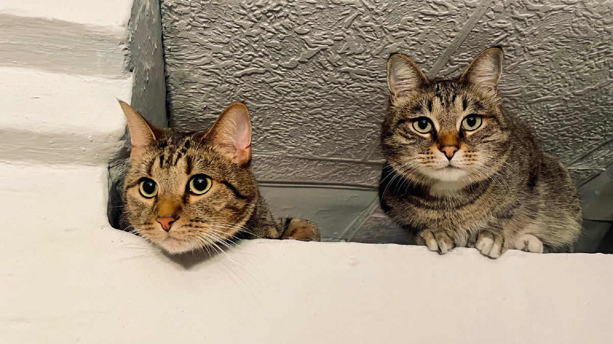 Шпрот и Семен