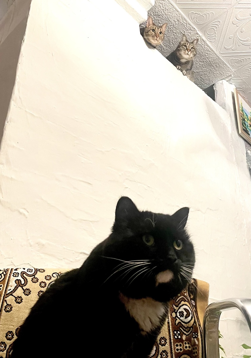 Черный Кешка на переднем плане, а сверху пузики греют Шпрот и Сема