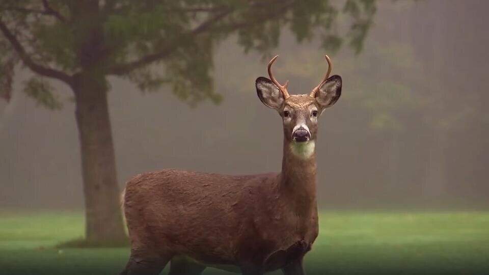 Фото: © Кадр из программы "Загадки человечества", РЕН ТВ
