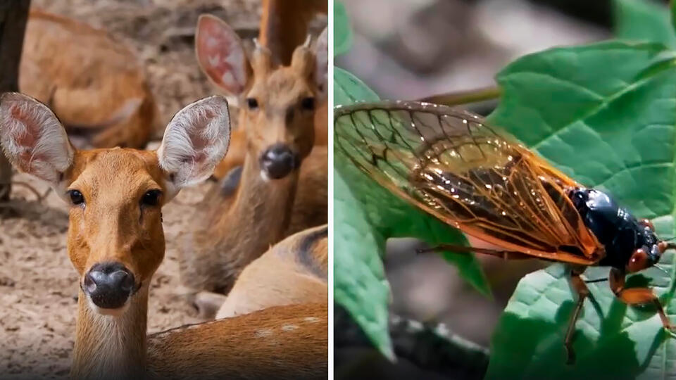 Фото: Кадры из программы "Загадки человечества", РЕН ТВ